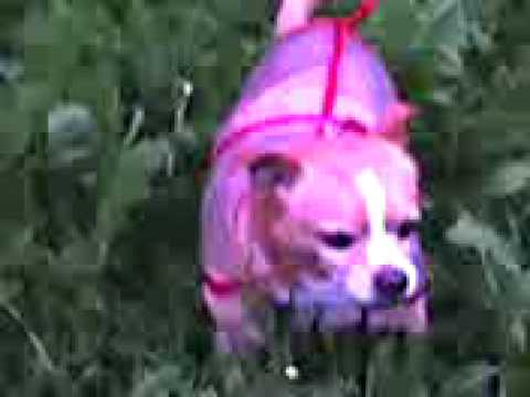 Tillie capra capretta