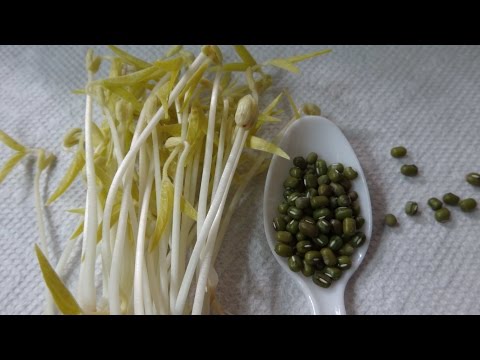 How to Grow Mung Bean Sprouts - Cheap Easy Method Video