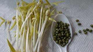 How to Grow Mung Bean Sprouts - Cheap Easy Method