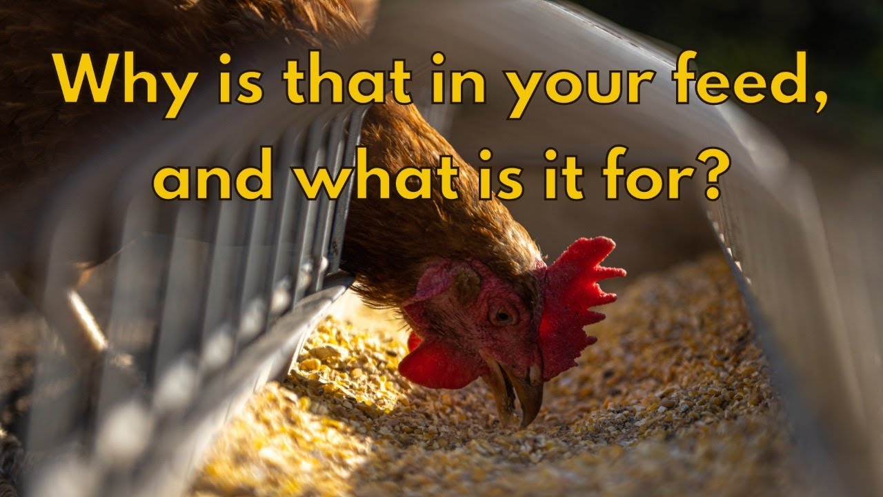 What is a feed and what is it for?
