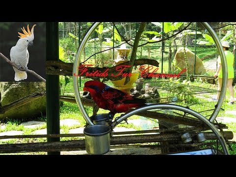 Life of Parrots at the ZOO
