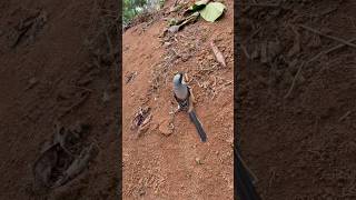 Download lagu pikat burung cendet lepas mp3