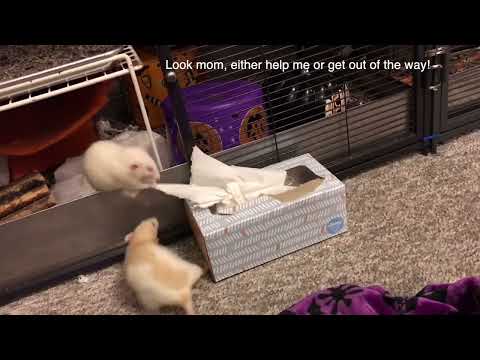 Sugar the Mad Housekeeper Rat - Aka my favorite rat video revisted 5 years later!