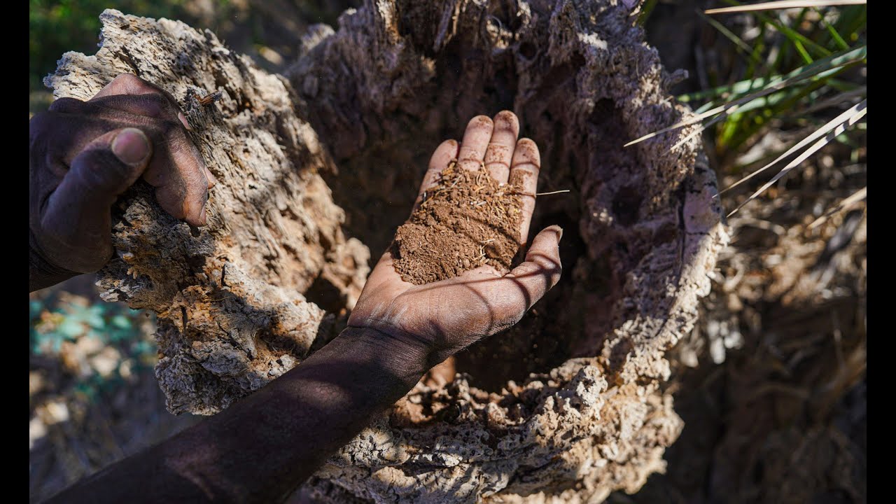 Reviving Farmland, Restoring Livelihoods