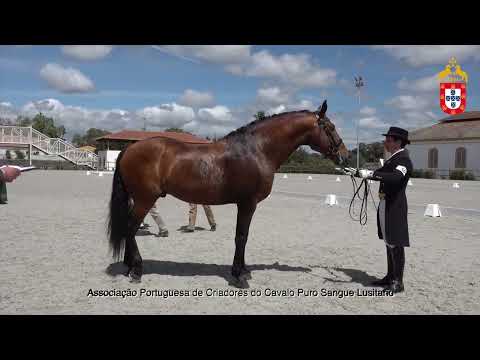 220424 10 Jerusalem - Aprovação de Garanhões