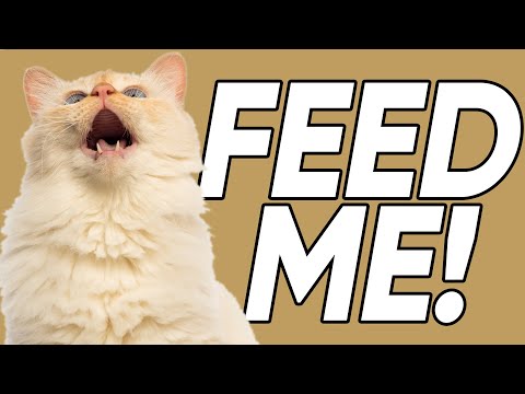 The 3 Reasons Why Your Cat Always Acts Like They're STARVING