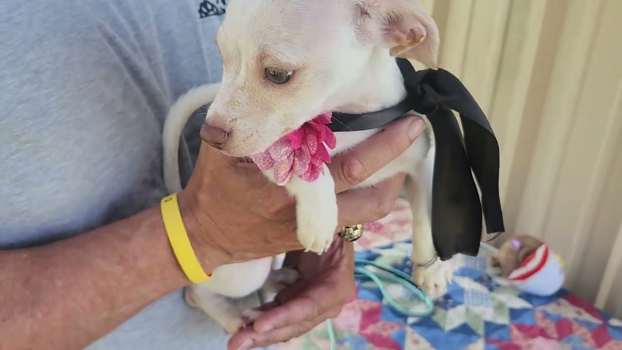Enlarge Darla, a Adopted mixed breed in Bandera, TX video 4/4