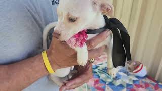 Video preview image #1 Chihuahua Puppy For Sale in Bandera, TX, USA