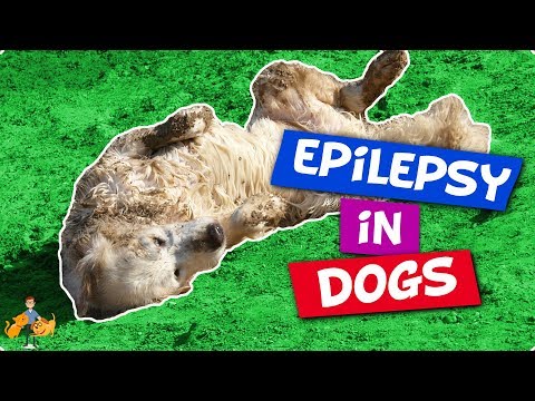 Epilepsy In Dogs: 9 facts you NEED to know