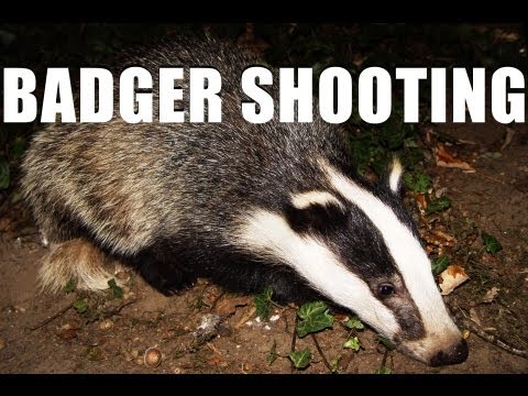 Fieldsports Britain – Shooting badgers and wheelchair guns, episode 150