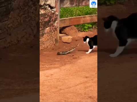Cat vs Russell Viper amazing reflex 😲😲 | 🌟🌟 Wildlife shorts 011 🌟🌟 #cat #animals #snake
