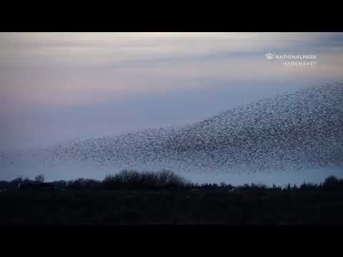 Nationalpark Vadehavet - Sort sol
