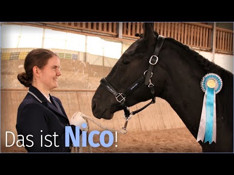 Das ist NICO, mein selbstgezogenes FOHLEN!