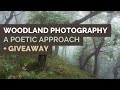 Woodland Photography - A Poetic Approach