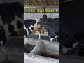 Ciri Sapi Betina Siap Kawin Fyp Sapi Sapiperah Sapifh Cow Cattle Sapibirahi Kawin Kawinsuntik
