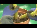 Storing Begonia Tubers