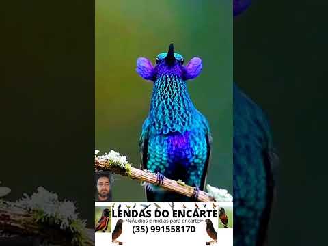 Beija flor  Beleza e Curiosidades  #lendasdoencarte #faunabrasileira #aves #passarinho #natureza