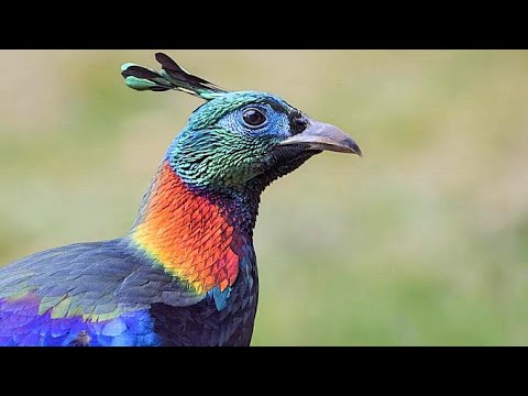 Himalayan Monal — display dance