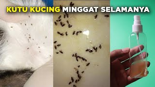 Download lagu Just 5 Minutes! Easy Way to Get Rid of Fleas in Cats mp3