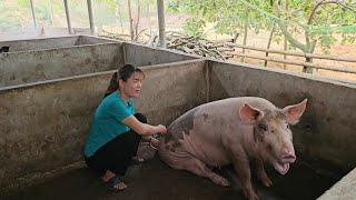 Take care of pigs daily.  Experience the working life of planting trees in the mountains. ( Ep 257 )
