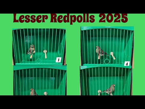 Lesser Redpolls From 2025 season