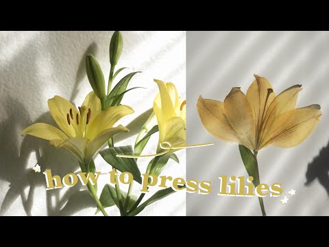 How to press lilies (2 easy methods) | The flower of purity | How to press flowers