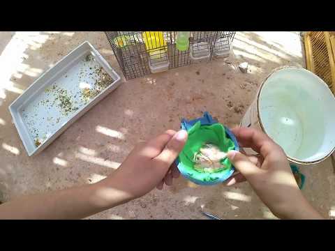 Clean Canary Nest تنظيف عش الكناري