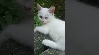 Download lagu kena marah kan#cats #nizamkucinglucu #pypシ #kucinganggoralucudanimut mp3