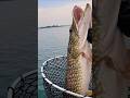 Video Thumbnail for That's  not a bass ? #bassfishing #fishing #pike #shorts