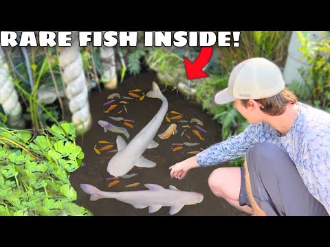 Rare Fish Found LIVING in BLACK MUD POND!