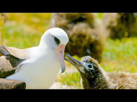 This Albatross is More Than 70 Years Old!