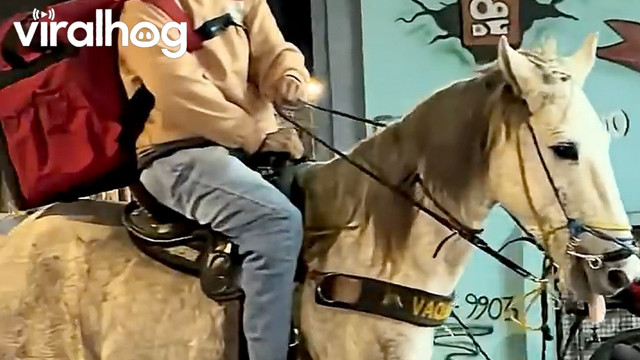 Save on Gas, Ride a Horse || ViralHog