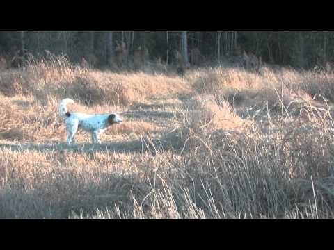 MPR- Mossy Pond Retrievers