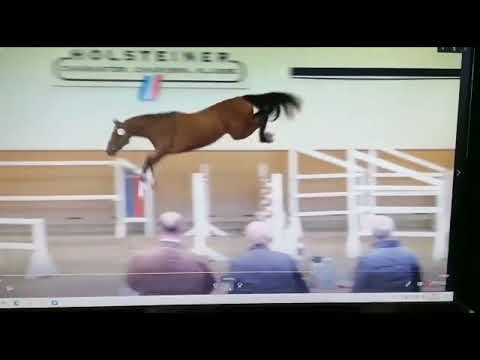 4 years old gelding Del’Arko-Caretino