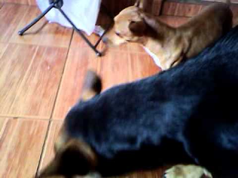 Cachorras comendo leite em pó (engraçado d+)