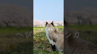 - わたしの鱗はあなたに似ていた #へび #ヨルシカ #歌ってみた #チ