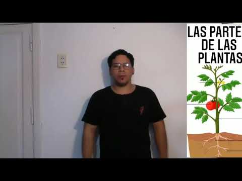 las plantas en lengua de señas con palabras claves