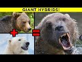 Scariest Hybrid Animals That Actually Exist