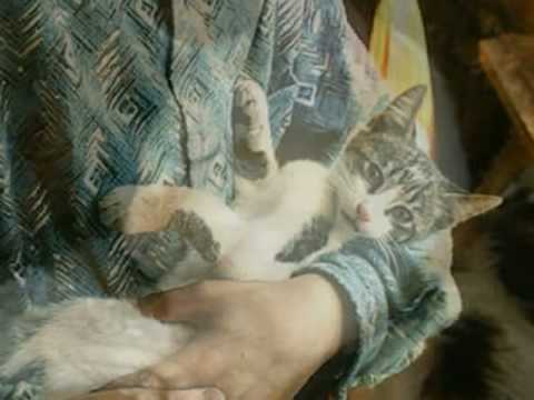 Lorin and Terry Wey: Duetto buffo di due gatti aka Duet of the Cats