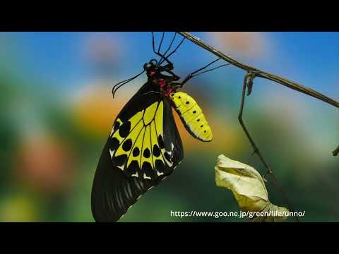 ヘレナキシタアゲハの羽化