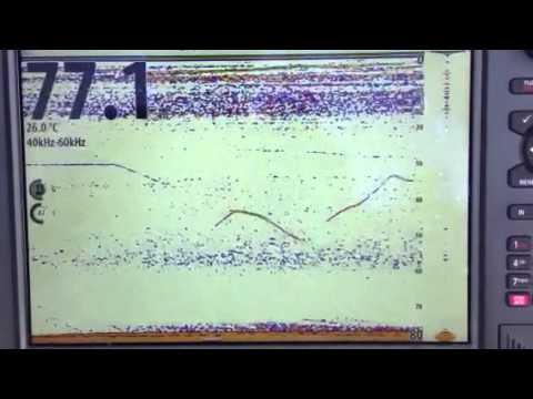 Tuna Fishing with B175 M and B175 L Transducers