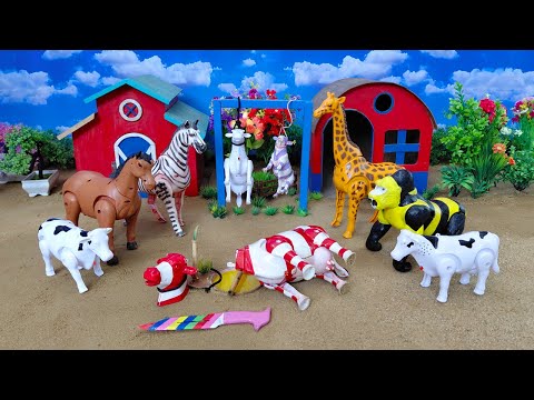 Wow‼️The Process of Slaughtering Sacrificial Cows & Cute Buffaloes - Truck Swerves Carrying Dirty...