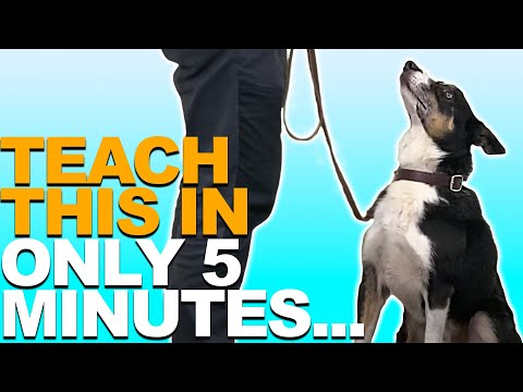 Teach 'Leave It' and 'Drop It'