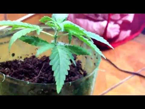 NARKUSH GROW INDOOR 18 DAYS IN FLOWER