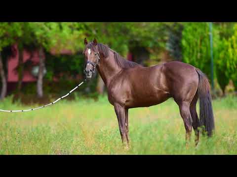 RENK - AYGIR TANITIMI