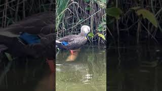 🇯🇵不忍池のカルガモ🦆