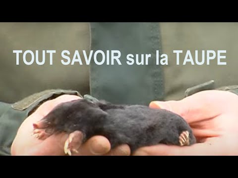 comment trouver galerie principale taupe