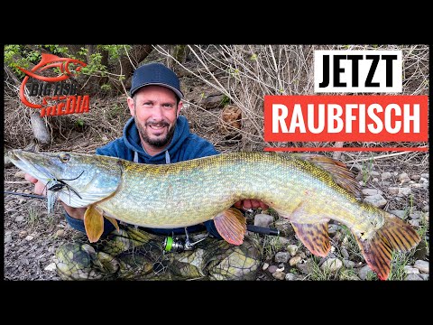 So fängst auch Du ENDLICH RAUBFISCHE -Zander, Hecht, Barsch – Christian zeigt EUCH wie es geht