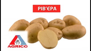 Семенной картофель Ривьера (ультранание) 1 репродукция