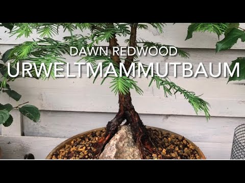 Mammutbaum(Dawn Redwood)über Stein Update/Bonsai oder Kleinholz 2022-22